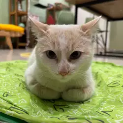Котопростір Mama cat — Хмельницький