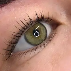 Hvost Brows