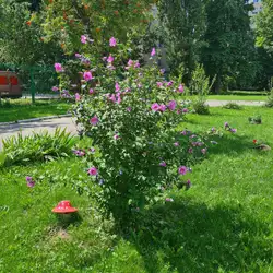 ЦЕРЕБРАЛ ОО ПОМОЩИ И СОДЕЙСТВИЯ ДЕТЯМ-ИНВАЛИДАМ СВЯТОШИНСКОГО Р-НА