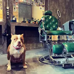 MADDOG barbershop — Київ