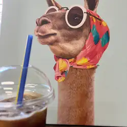 Lama Kava — Київ