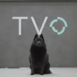 Клініка ветеринарної офтальмології TVO