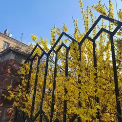 Спеціалізована школа №47 ім. А.С. Макаренка з поглибленим вивченням іноземних мов