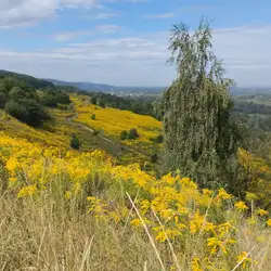 Чернівецкій Центр Здорової Молоді