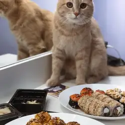 Sushi Story