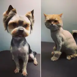 Асті / MyVet