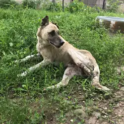 КОМУНАЛЬНЕ ПІДПРИЄМСТВО "ЗООКОНТРОЛЬ"