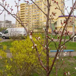 Фітнес клуб FitCurves - Тростянецька