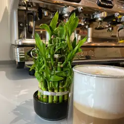 Carpe Diem. Espresso bar