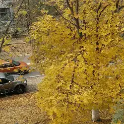 Світлана — Київ